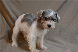 Morgan - Schnauzer, Miniature for sale