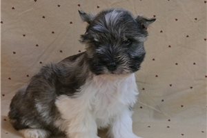 Vanna - Schnauzer, Miniature for sale