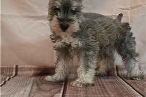 James - puppy for sale