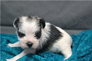 Niles - Schnauzer, Miniature for sale