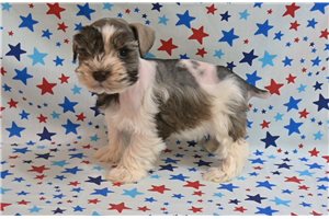 Sue - Schnauzer, Miniature for sale