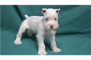 Sonny - Schnauzer, Miniature for sale