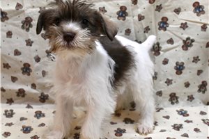 Chuckles - Schnauzer, Miniature for sale