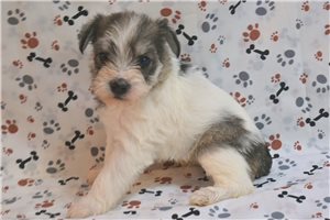 Morgan - puppy for sale