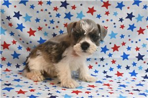 Charlie - Schnauzer, Miniature for sale