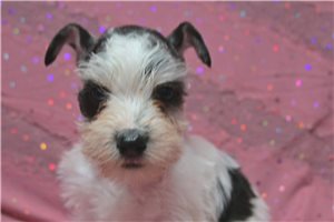 Nick - Schnauzer, Miniature for sale
