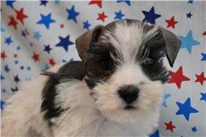 Crystal - Schnauzer, Miniature for sale