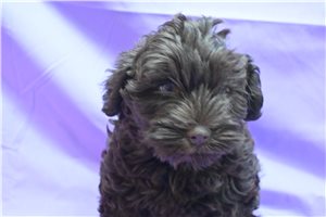 Ginny - Miniature Schnauzer for sale