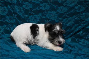 Normand - Schnauzer, Miniature for sale
