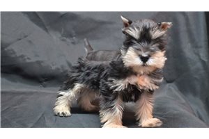 Felix - Schnauzer, Miniature for sale