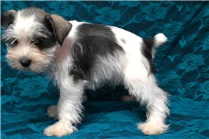 Niles - Schnauzer, Miniature for sale