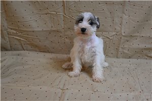 Maxwell - Schnauzer, Miniature for sale