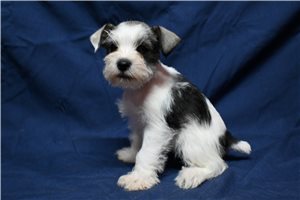 Niles - Schnauzer, Miniature for sale