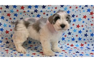 Bob - Miniature Schnauzer for sale