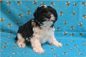 Tom - puppy for sale