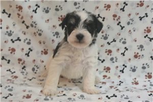 Murray - puppy for sale