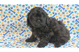 Charles - Shih-Poo - Shihpoo for sale