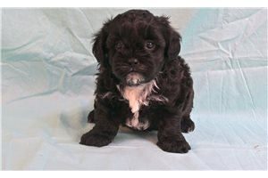 Custard - puppy for sale