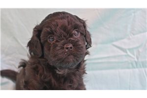 Charles - puppy for sale