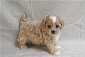 Destiny - Shih-Poo - Shihpoo for sale