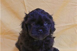Charles - Shih-Poo - Shihpoo for sale