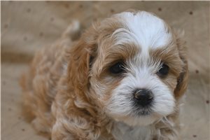 Dolly - Shih-Poo - Shihpoo for sale