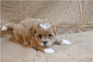 Delta - Shih-Poo - Shihpoo for sale