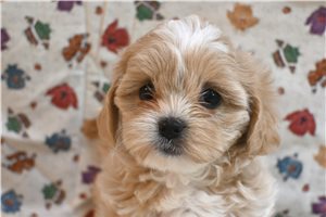 Destiny - Shih-Poo - Shihpoo for sale
