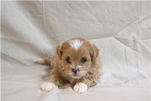 Delta - Shih-Poo - Shihpoo for sale