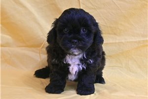 Custard - Shih-Poo - Shihpoo for sale