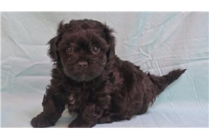 Carter - Shih-Poo - Shihpoo for sale