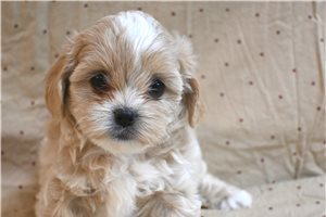 Destiny - Shih-Poo - Shihpoo for sale