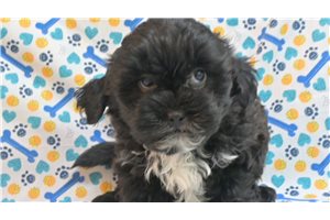 Custard - Shih-Poo - Shihpoo for sale