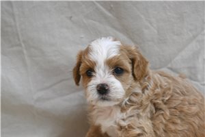 Dolly - Shih-Poo - Shihpoo for sale