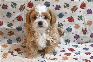 Dolly - Shih-Poo - Shihpoo for sale