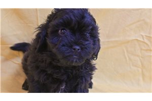 Carter - Shih-Poo - Shihpoo for sale