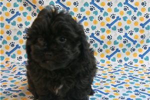 Carter - Shih-Poo - Shihpoo for sale