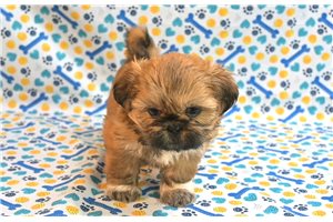 Giselle - Shih Tzu for sale