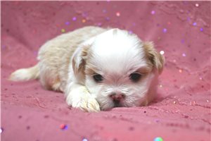 Holland - Shih Tzu for sale