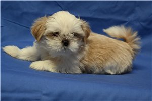 Henna - Shih Tzu for sale