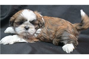 Patrick - puppy for sale