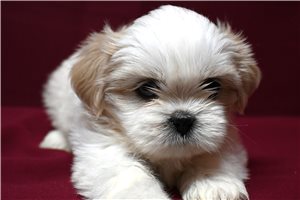 Hans - Shih Tzu for sale