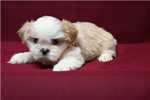 Holland - Shih Tzu for sale