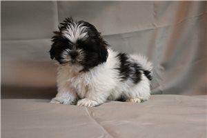Maxi - puppy for sale