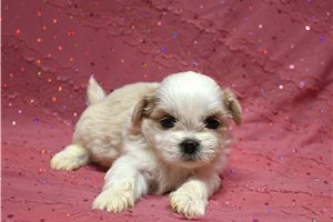 Hans - Shih Tzu for sale
