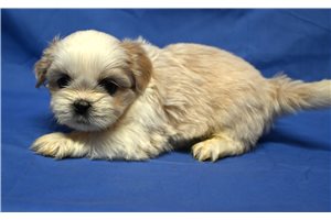 Hans - Shih Tzu for sale