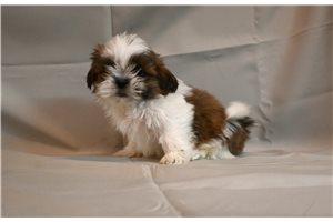 Skye - puppy for sale