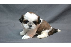 Pamela - Shih Tzu for sale