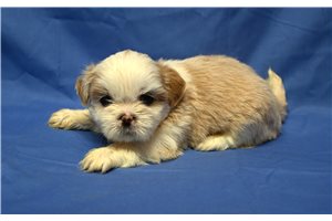 Holland - Shih Tzu for sale