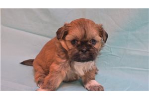 Giselle - puppy for sale